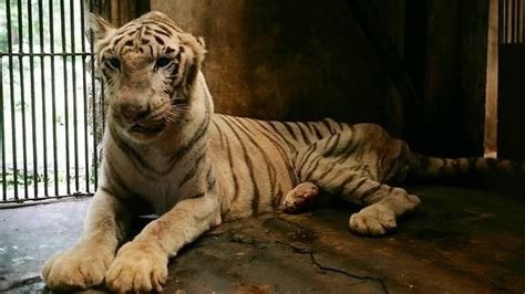 Petition · Save animals in Surabaya zoo · Change.org