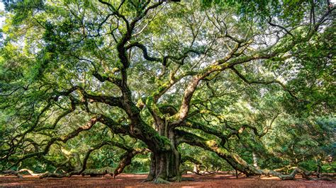 White Oak Tree Wallpapers - Wallpaper Cave