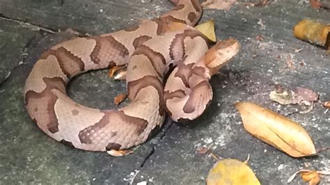 Hunter bitten on head by copperhead snake that was in a tree