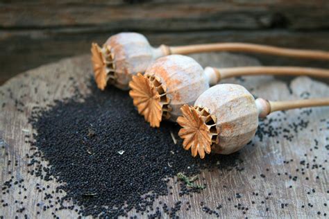 Poppy Seed Pods And Seed Free Stock Photo - Public Domain Pictures