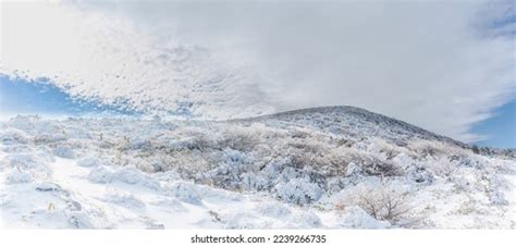 3,250 Jeju Snow Stock Photos, Images & Photography | Shutterstock