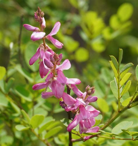 True Indigo Indigofera Tinctoria Dye Premium Seed Packet - Etsy