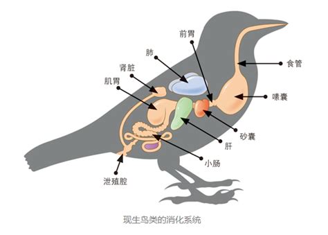 远古鸟类什么时候开始吃种子 - 业百科