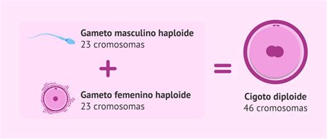 Gametos haploides y cigoto diploide tras la fecundación