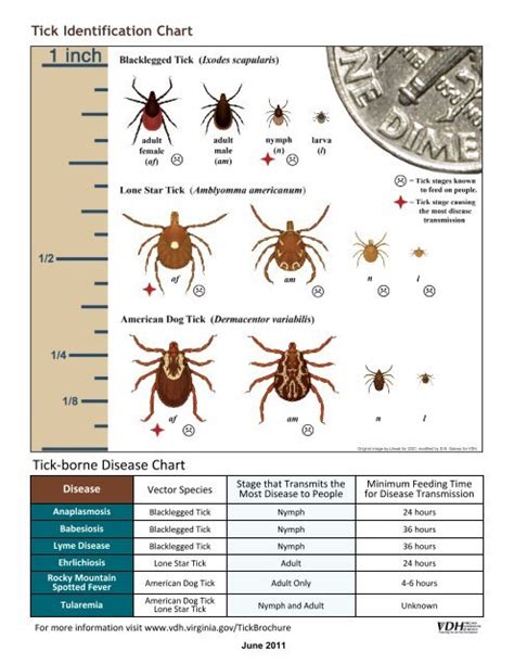 Tick Identification Chart - Loudoun County