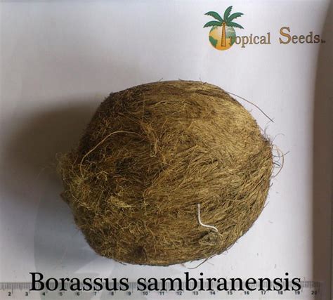 Borassus sambiranensis Seeds