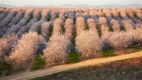 California Almonds Lifecycle I Ideal Mediterranean Climate