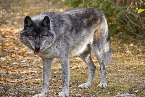 Wolf in Banff National Park - Empowering the Spirit