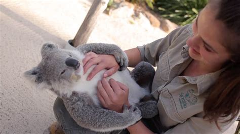 Koala Bear Hug Human