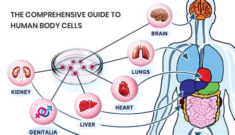 Human Body Cell Diagram