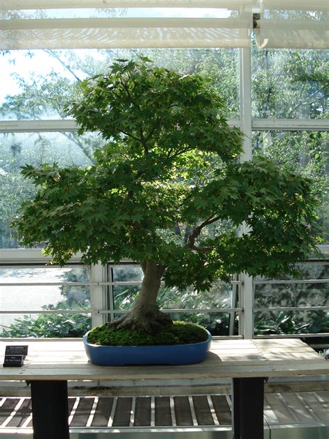 File:Acer Palmatum bonsai 2.JPG - Wikipedia