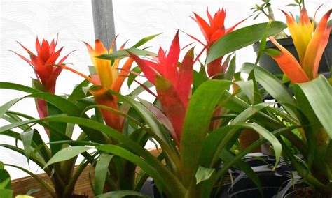 Bromeliad Care In Florida (Bromeliaceae) – Crazy Plants Crazy Critters