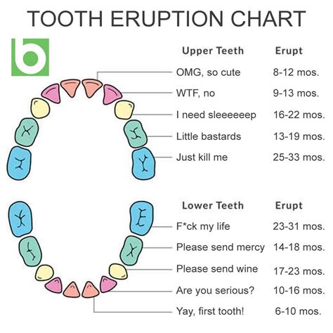 Tooth Eruption Chart Josie Dovidio Dds Teeth Eruption Chart Teeth ...