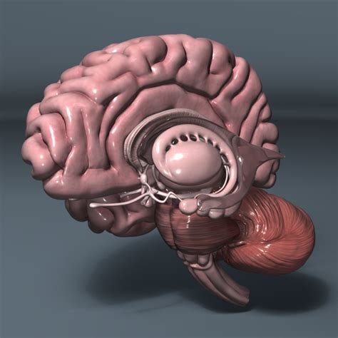 3d model human brain