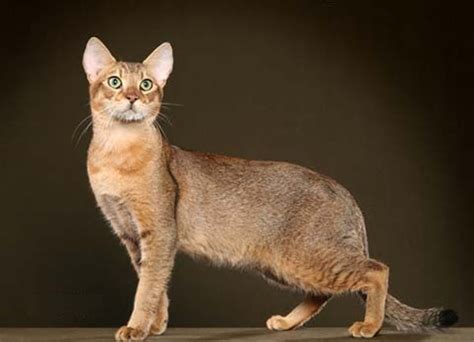 Chausie | Cat Breeds Facts, Advice & Pictures | Mypetzilla UK