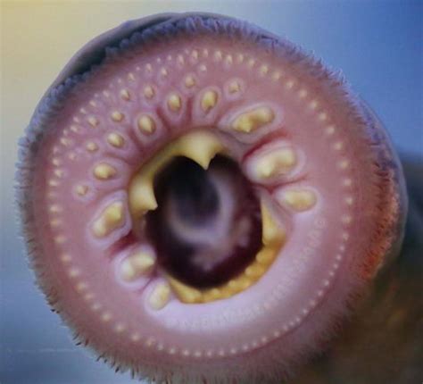 Biologist sees shower of lampreys in Fairbanks as an opportunity for research | Local News ...