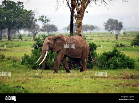 Elephant isolated in the savanna Stock Photo - Alamy