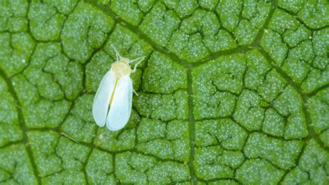 8 Best Ways To Get Rid Of Whiteflies