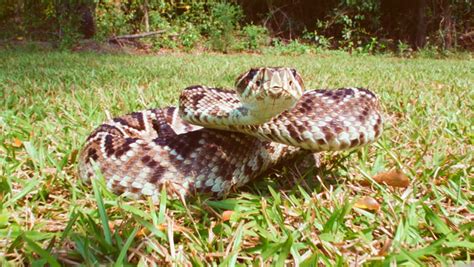 Eastern Diamondback Rattlesnake Bites Camera, Stock Footage Video (100% ...