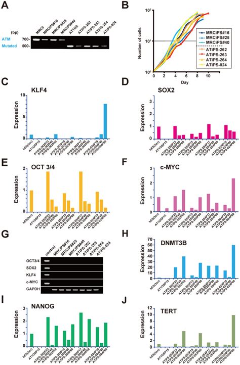 (A). Expression of intact and mutated ATM gene in MRC5-iPS and AT-iPS ...