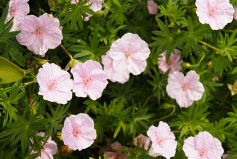 15 Pink Geranium Varieties For Your Garden (Pictures Inside) - Conserve Energy Future