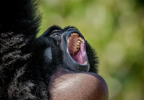 Why Are Gorilla Teeth So Big? (Fun Facts)