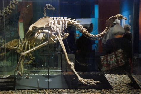 V. New Zealand's Extinct Moa - fergusmurraysculpture.com