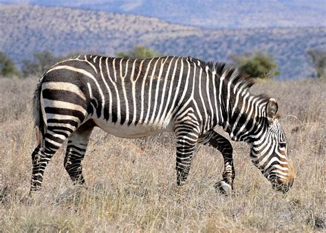 Cape mountain zebra - Wikipedia