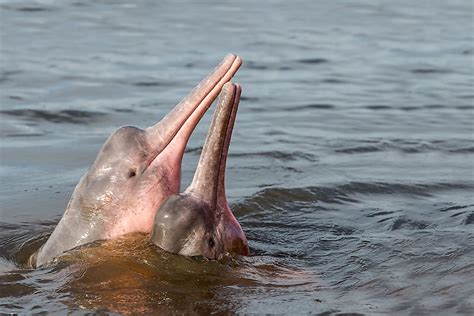 What Animals Live In The Amazon River? - WorldAtlas.com