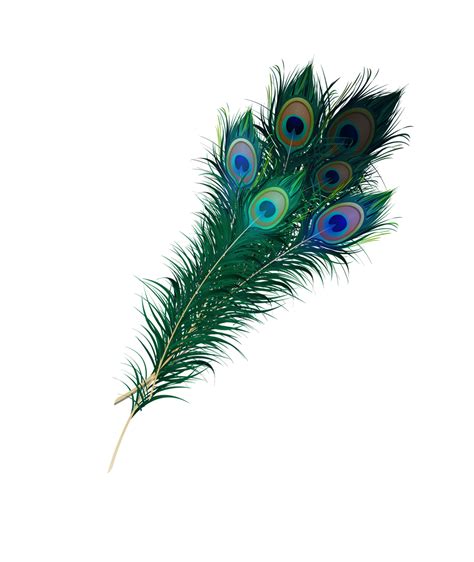 Feather With Transparent Background at webfaithblog Blog