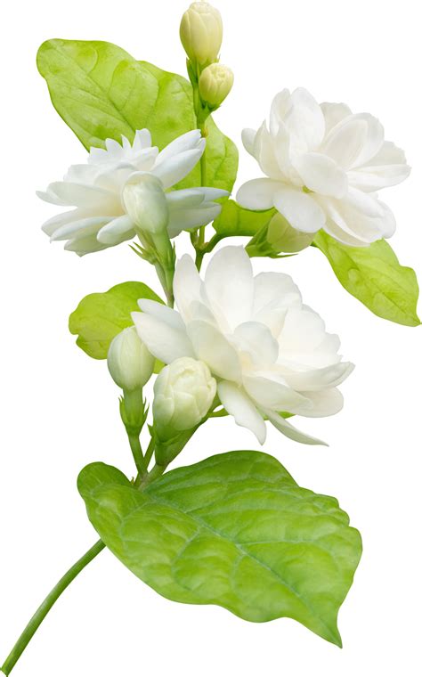 Jasmine flower and leaf, symbol of Mothers day in thailand 9376809 PNG