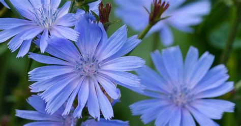 How to Grow Chicory (Cichorium intybus) | Gardener’s Path