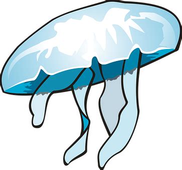 Jellyfish PNG