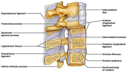 Interspinous ligament - Physiopedia