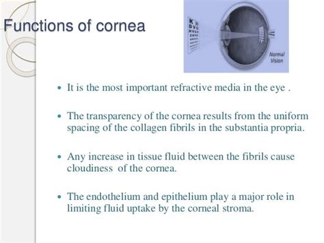 cornea physiology