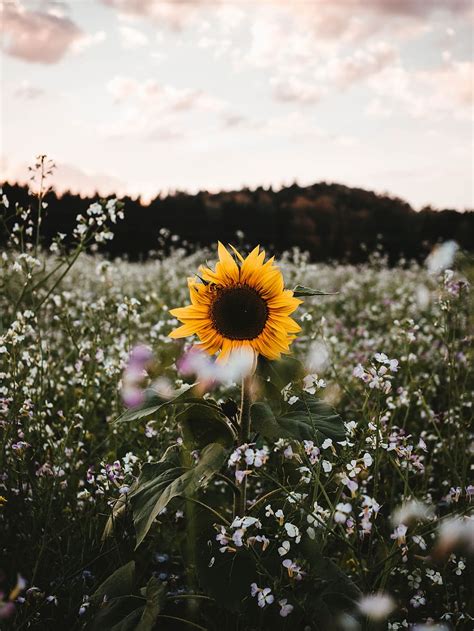 HD wallpaper: sunflower in bloom, 30mm, autumn, fall, olympu, wallpaper ...