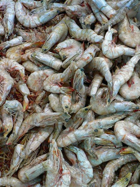 North Queensland irrigation plan could 'destroy' prawn fisheries in Gulf of Carpentaria ...