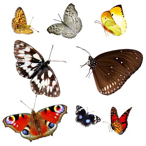 Butterfly Isolated 1 Free Stock Photo - Public Domain Pictures