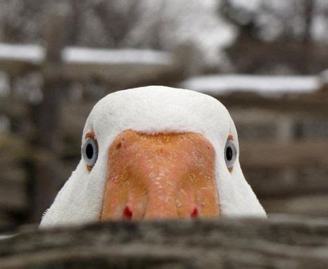 Anatidaephobia is the fear that somewhere in the world, there is a duck ...