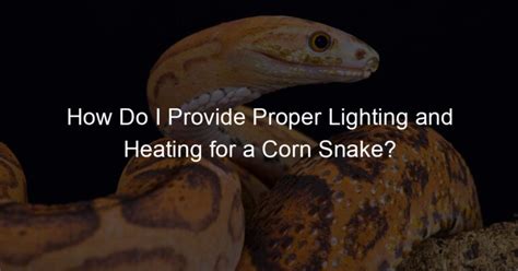 How Do I Provide Proper Lighting and Heating for a Corn Snake? - Family ...