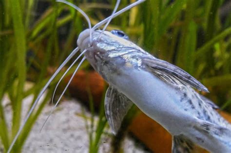 Pictus Catfish: Species Profile And Complete Care Guide