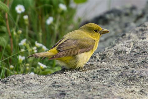 Female Scarlet Tanager, Yellow-bellied Flycatcher, House Finch? - Help ...