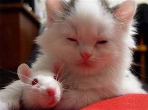 19 Cat And Mouse Friends Examples That Will Make You Believe In Love Again