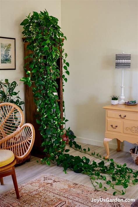 Golden Pothos Plant Care: An Easy Care Plant With Long Trails