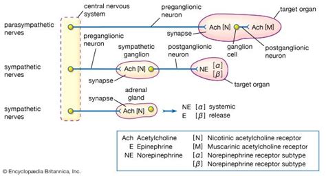 Preganglionic neuron | anatomy | Britannica.com