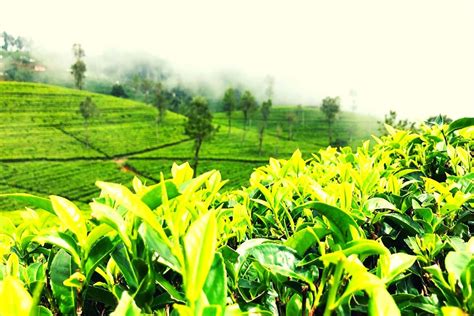 Tea Plantations In Sri Lanka: The 7 Best Tea Factory Tours