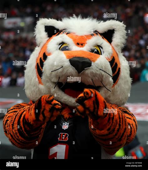 Who Dey the Cincinnati Bengals Mascot Stock Photo - Alamy