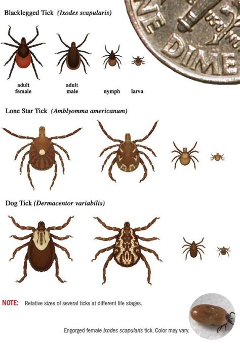 Chigger Bites On Dogs