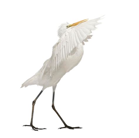 Premium Photo | Great Egret or Great White Egret or Common Egret Ardea ...