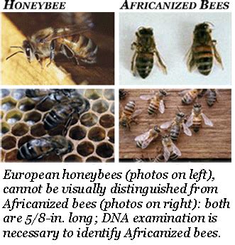 Bees - DFW Wildlife Organization